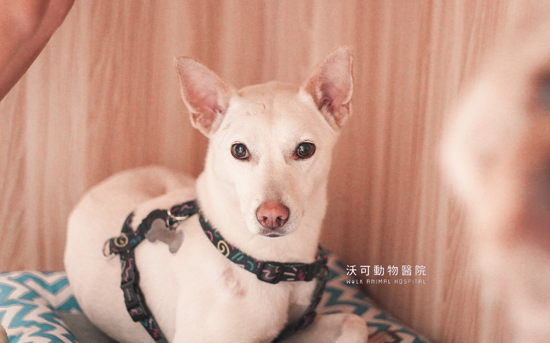 dog3